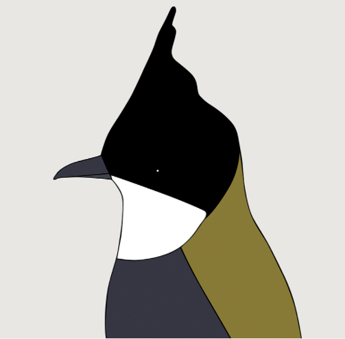Eastern Whipbird Unframed
