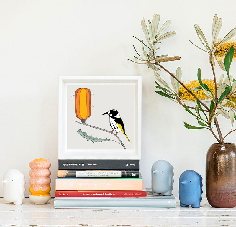 Framed Print New Holland Honeyeater and Banksia