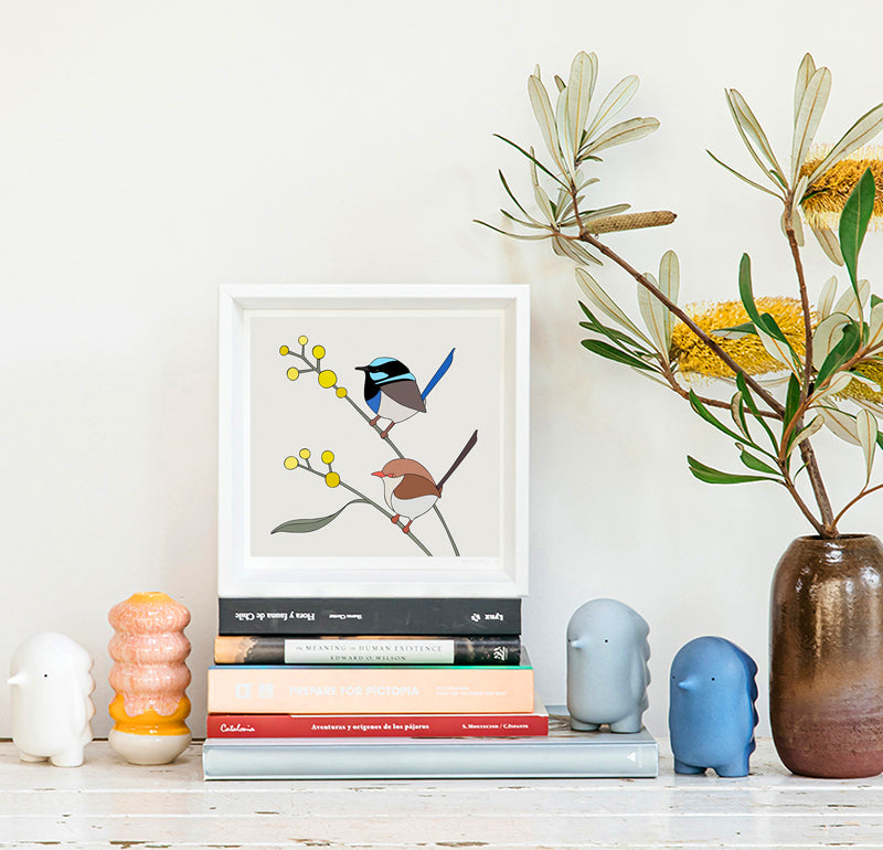 Framed Print Superb Fairy-Wrens and Wattle