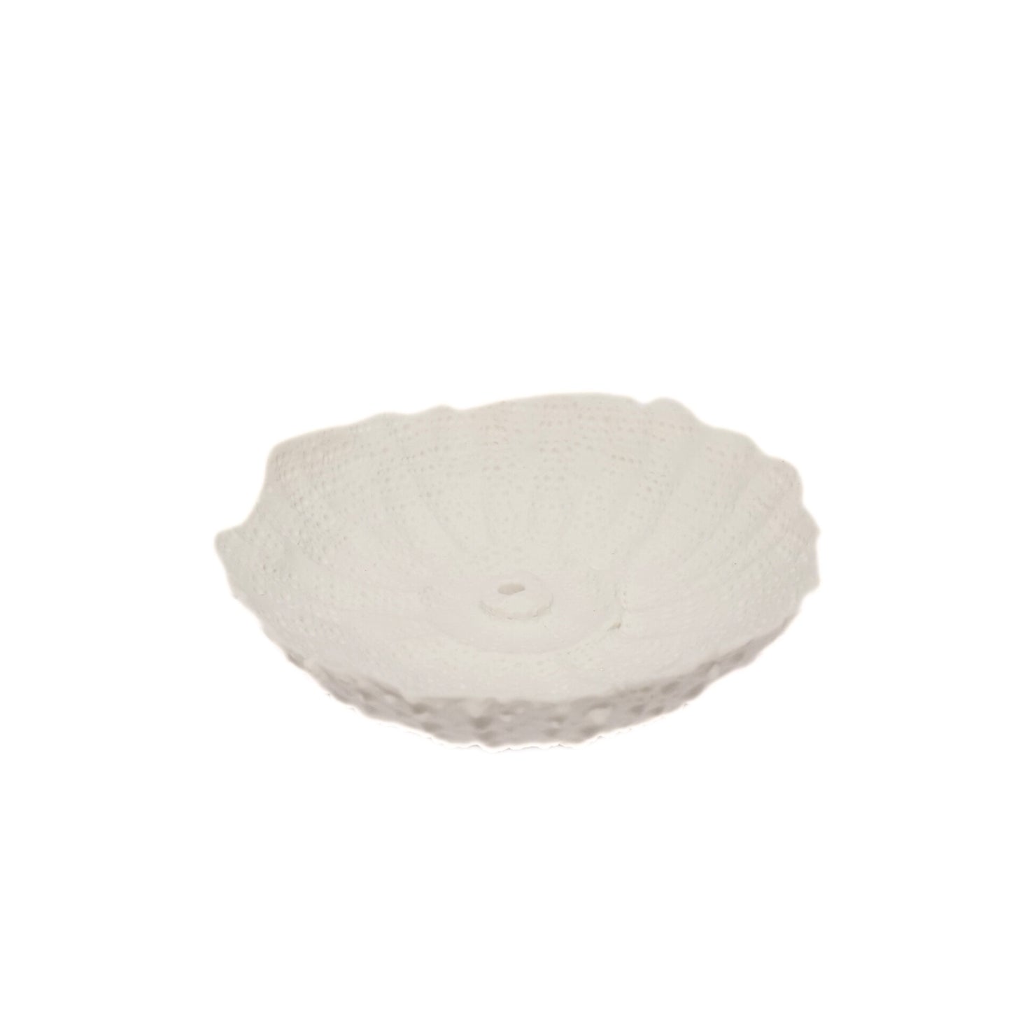 Porcelain Sea Urchin