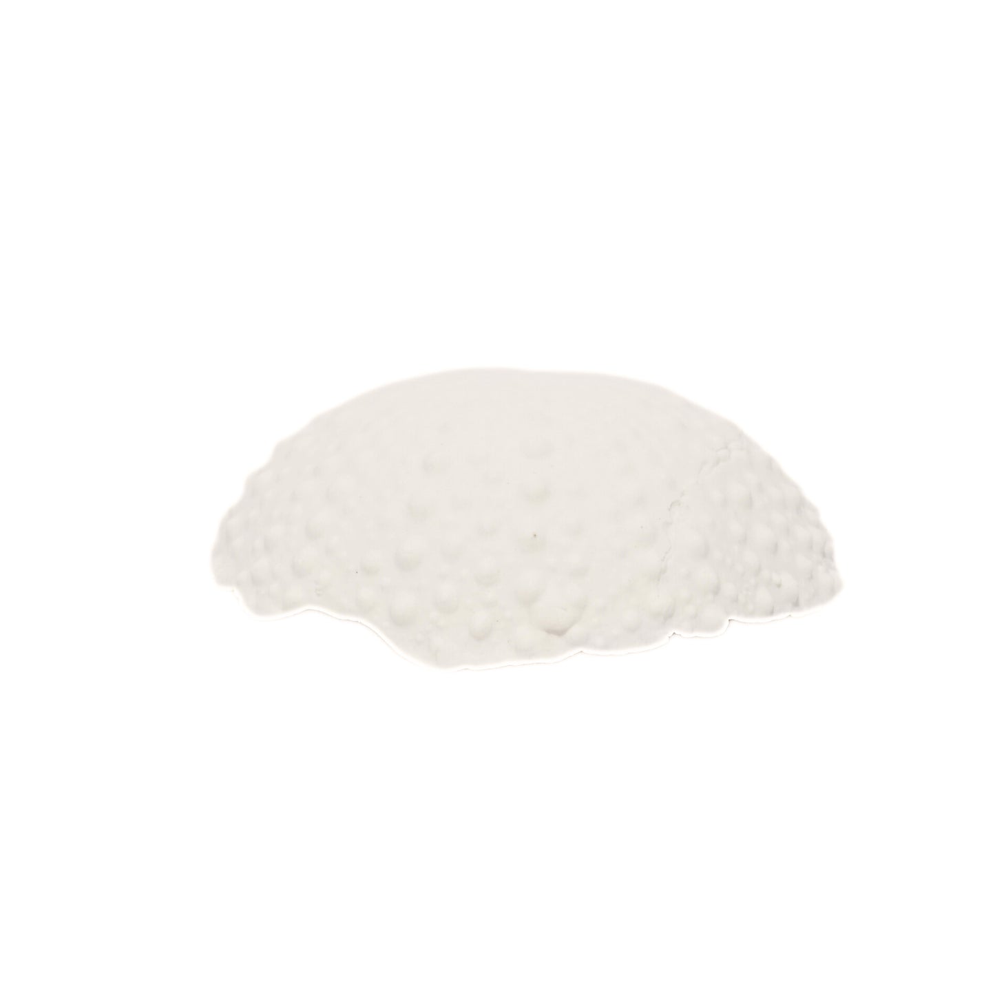 Porcelain Sea Urchin