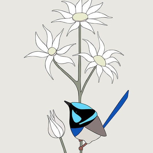 Unframed Print Superb Fairy-wrens & Flannels