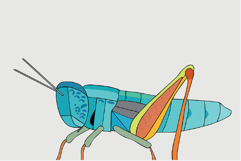 Turquoise Grasshopper Unframed